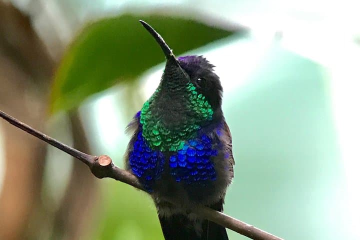Rainmaker Reserve: Suspension Bridges and Waterfall Hike near Quepos photo 3