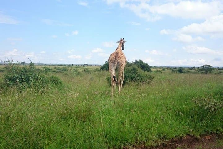 Nairobi National Park Game Drive, Giraffe Centre & Carnivore Lunch — Day Tour from Nairobi photo 5