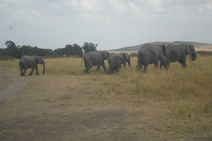 Budget Maasai Mara Safari: 2 Nights in Self-Contained Tented Camps photo 5