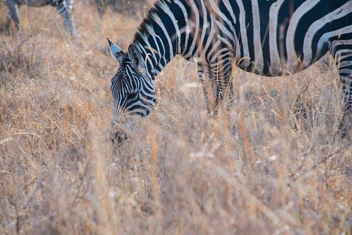Early Morning Game Drive in Nairobi National Park: Safari with City Skyline Views photo 3