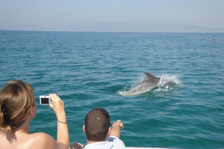 Dolphin Watching Boat Trip Along the Arrábida Coast from Sesimbra photo 3