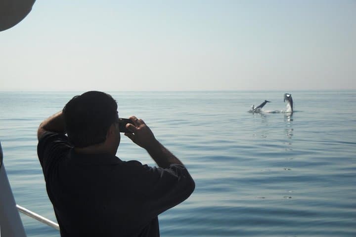 Dolphin Watching Boat Trip Along the Arrábida Coast from Sesimbra photo 6