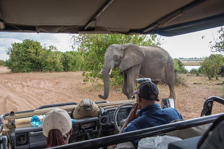 Full-Day Chobe River Cruise and Game Drive from Livingstone or Kasane photo 3