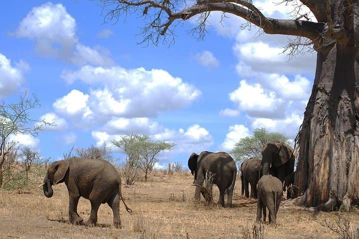 3-Day Safari Through Tarangire and Ngorongoro Crater