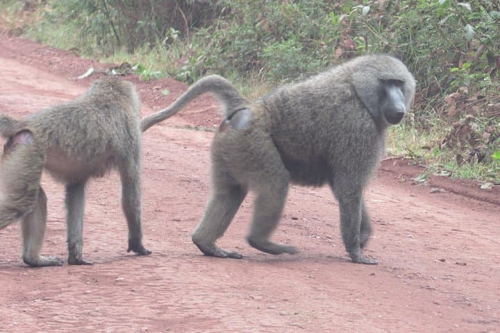 3-Day Safari Through Tarangire and Ngorongoro Crater photo 2
