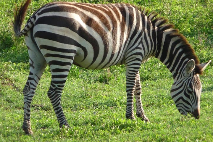 3-Day Safari Through Tarangire and Ngorongoro Crater photo 4