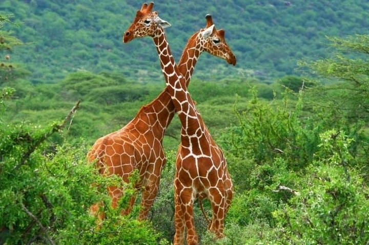Two-Day Budget Safari in Masai Mara: Big Cats, Wildebeest and Sunrise Game Drives photo 2