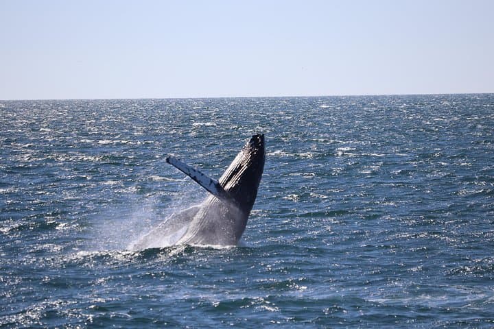 Reykjavik Whale Watching and Northern Lights Combo Tour photo 6