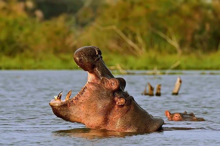 Cycle and Walk Among Wildlife: Day Trip to Lake Naivasha & Hell's Gate from Nairobi photo 6