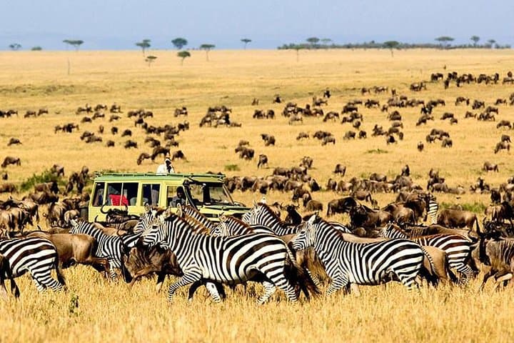 Masai Mara 2-Day Safari from Nairobi: Big Five & Migration Highlights photo 6