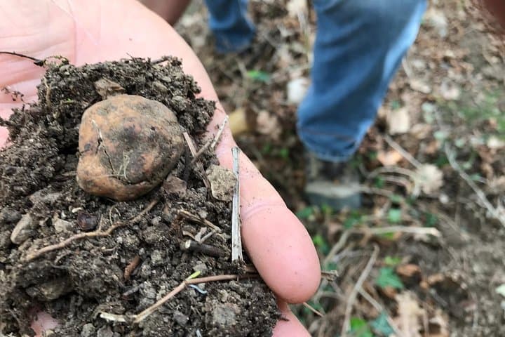 Tuscan Truffle Walk: Guided Truffle Hunt & Rustic Lunch near Florence photo 4