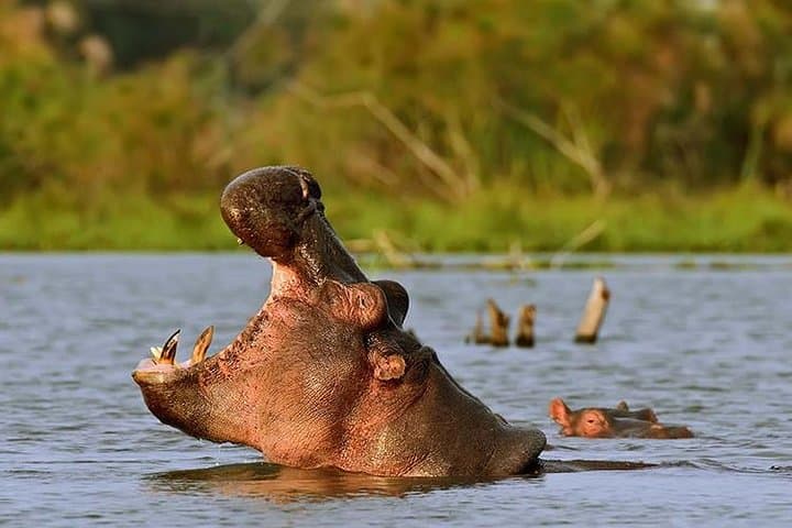 Hell's Gate and Lake Naivasha Day Tour: Biking Gorges & Hippo-Spotting Boat Ride