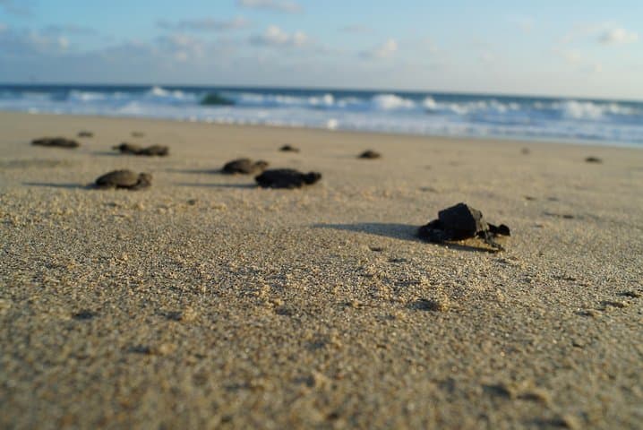 Huatulco Turtle Release and Sunset Tour: Beach Sanctuary Experience photo 5