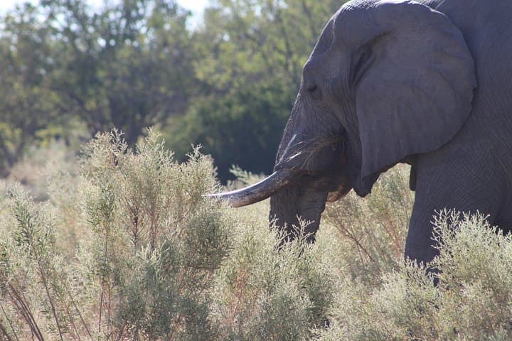 7-Day Expedition: Okavango, Moremi & Central Kalahari Safari photo 6