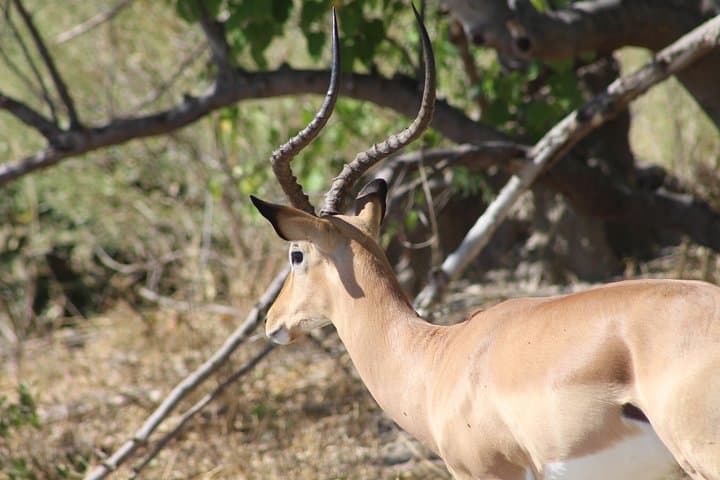 7-Day Expedition: Okavango, Moremi & Central Kalahari Safari photo 2