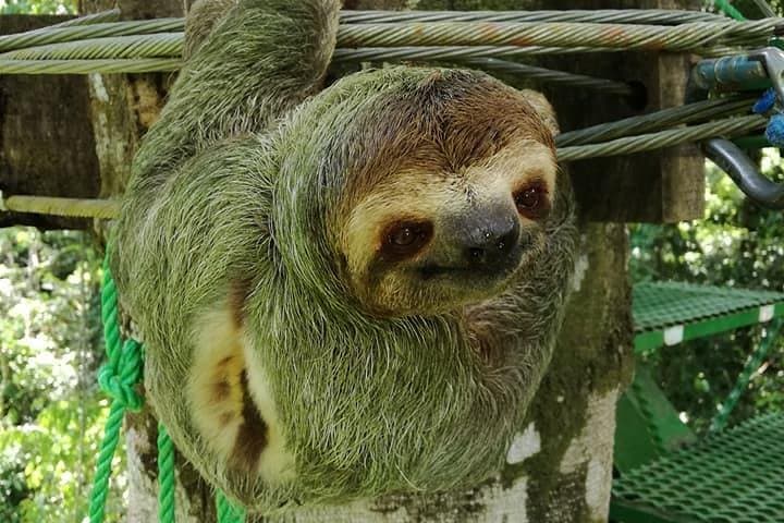 Canopy Adventure Near Manuel Antonio: Zip Line, Rappel & Tarzan Swing photo 4