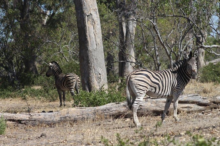 7-Day Expedition: Okavango, Moremi & Central Kalahari Safari photo 4