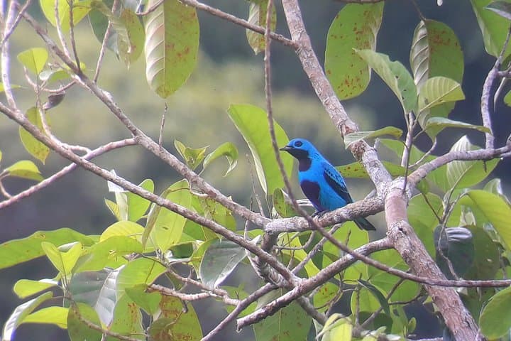 Drake Bay Early Birds: Morning Birdwatching Tour in Osa Peninsula photo 2