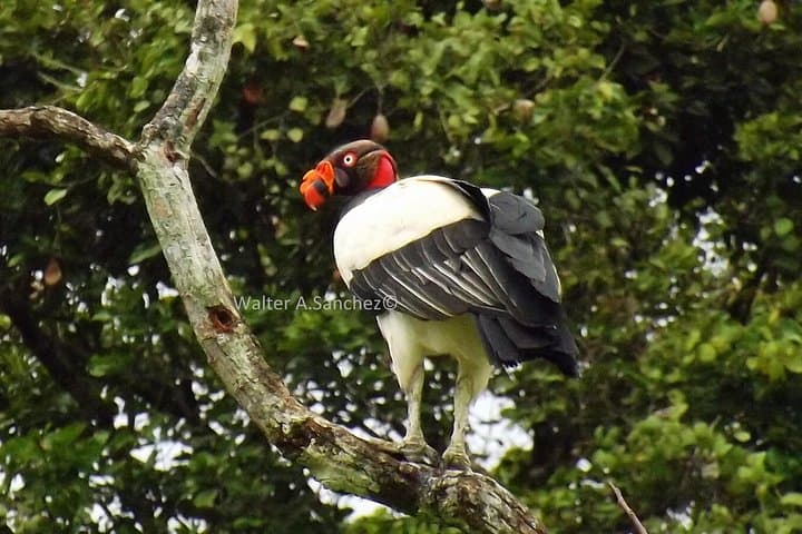 Drake Bay Early Birds: Morning Birdwatching Tour in Osa Peninsula photo 4