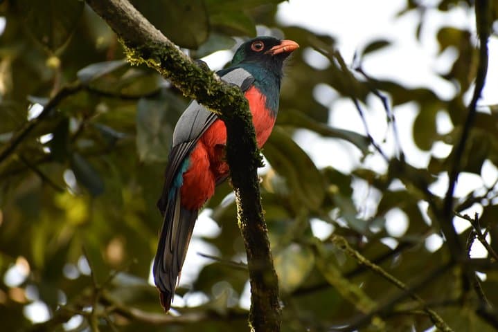 Drake Bay Early Birds: Morning Birdwatching Tour in Osa Peninsula photo 6