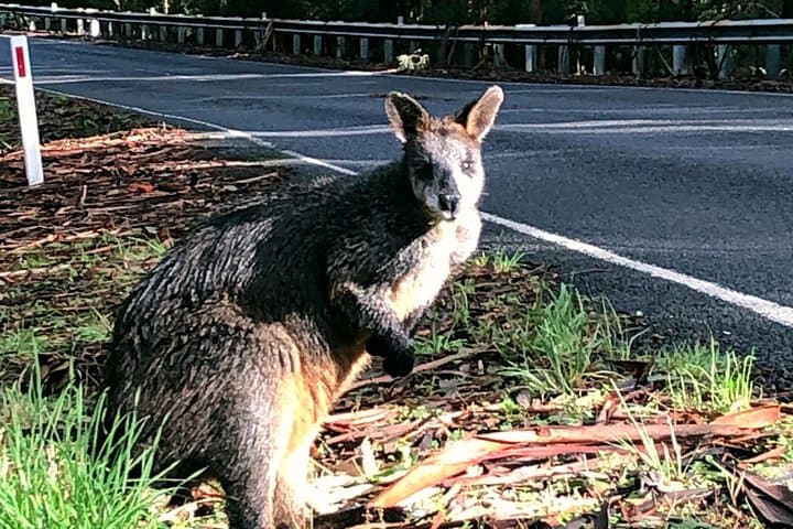 Boutique Great Ocean Road Wildlife and Rainforest Day Tour from Melbourne photo 3