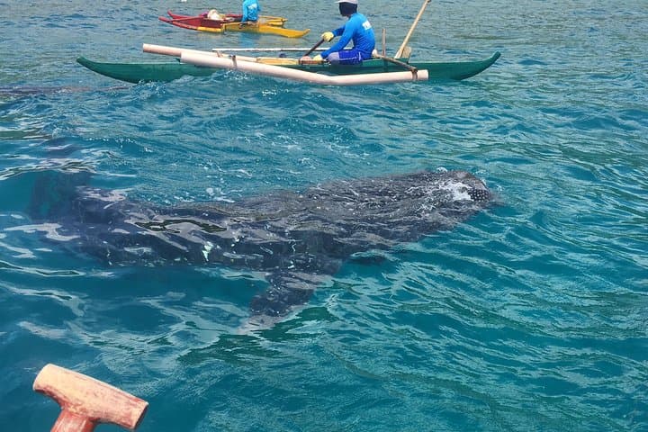 Oslob Whalesharks, Sumilon Sandbar & Aguinid Falls — Full-Day Swim and Waterfall Tour from Cebu