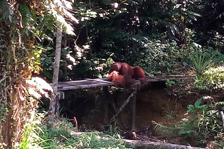 Semenggoh Orangutan Experience: Half-Day Feeding Tour from Kuching photo 6