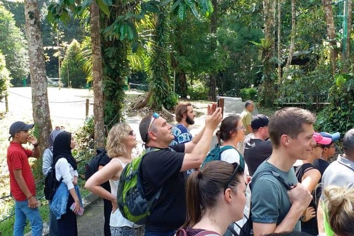 Semenggoh Orangutan Experience: Half-Day Feeding Tour from Kuching photo 4