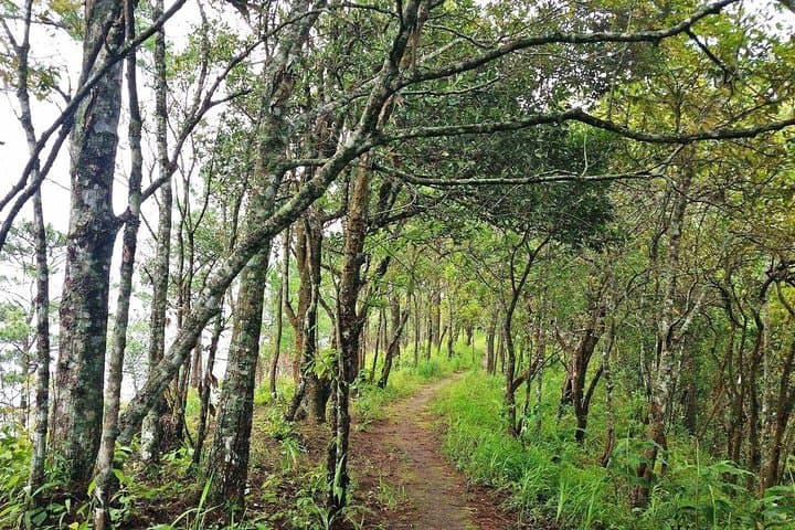 Morning Trek and Temple Visit: Doi Suthep Hike from Chiang Mai photo 3