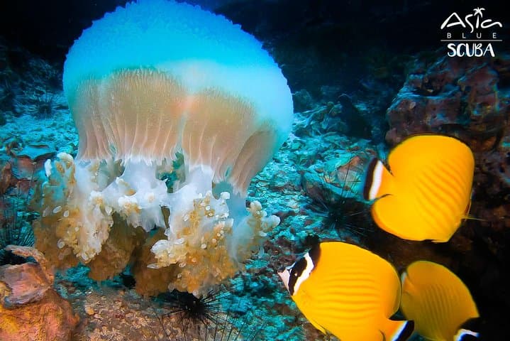 Advance Your Scuba: 2-Day PADI Advanced Open Water Course in Koh Phangan photo 5