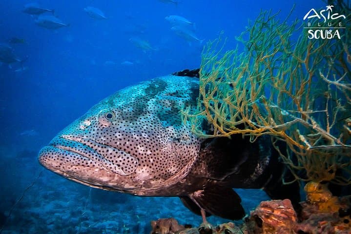 Advance Your Scuba: 2-Day PADI Advanced Open Water Course in Koh Phangan photo 4