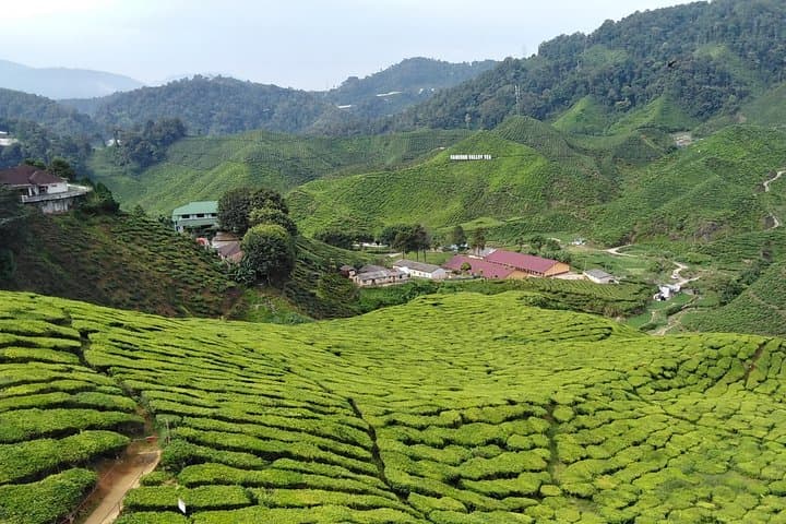 Cameron Highlands 2-Day Private Tour: Mossy Forest, Tea Plantations & Strawberry Farms photo 1