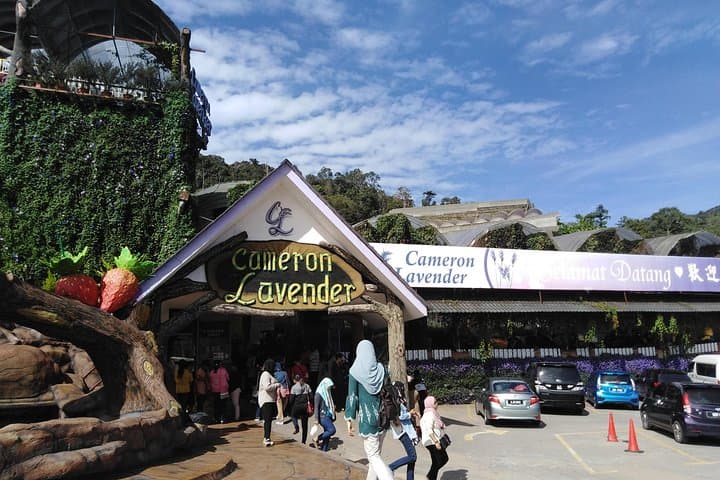 Cameron Highlands Day Trip: Tea Estates, Waterfalls & Strawberry Farms from Kuala Lumpur photo 6