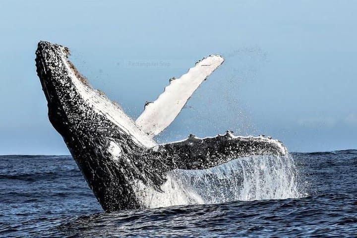 Cape Town to Gansbaai Full-Day Marine Big Five: Whale, Dolphins & Penguins photo 2
