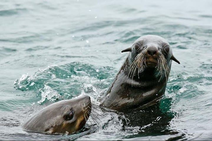 Cape Town to Gansbaai Full-Day Marine Big Five: Whale, Dolphins & Penguins photo 3