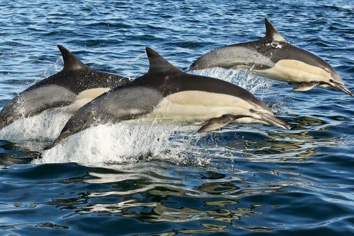 Cape Town to Gansbaai Full-Day Marine Big Five: Whale, Dolphins & Penguins photo 4