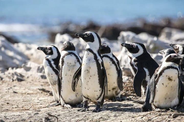 Cape Town to Gansbaai Full-Day Marine Big Five: Whale, Dolphins & Penguins photo 5
