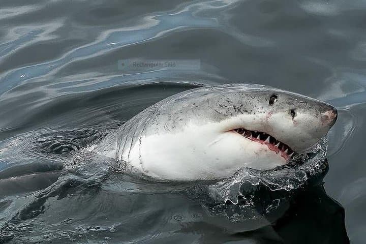 Cape Town to Gansbaai Full-Day Marine Big Five: Whale, Dolphins & Penguins photo 6