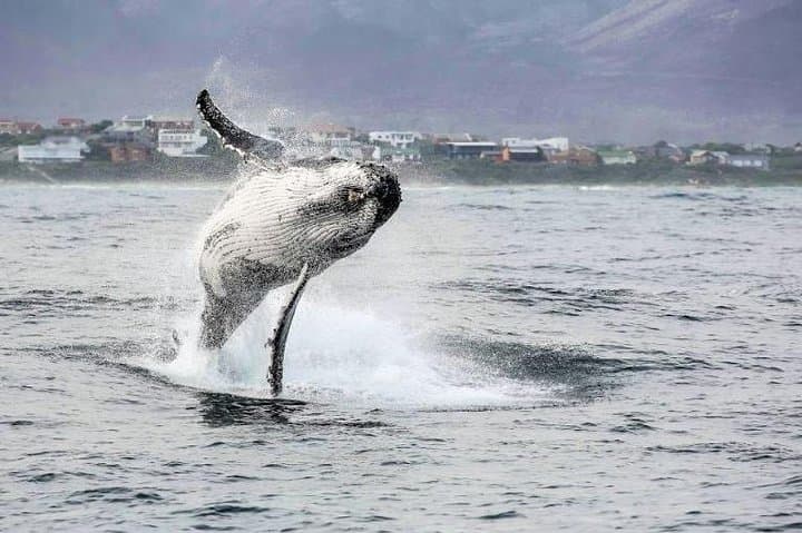 Shark Cage Diving Day Trip to Gansbaai from Cape Town — Full-Day Adventure photo 6