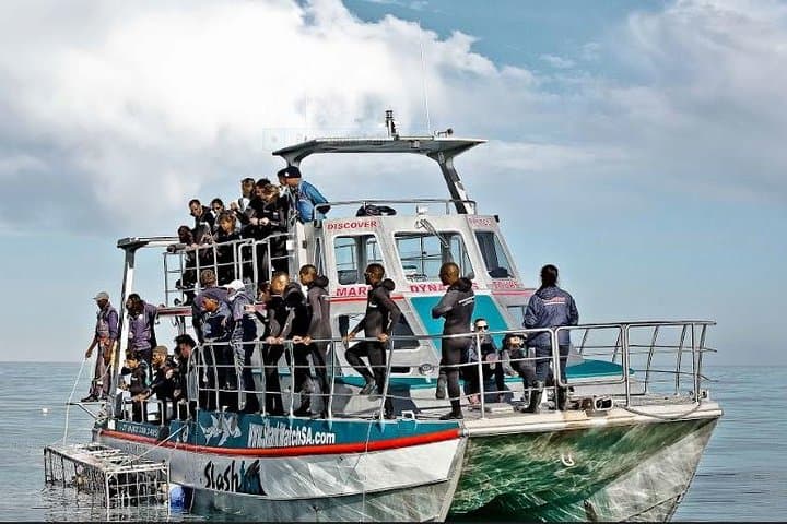 Shark Cage Diving Day Trip to Gansbaai from Cape Town — Full-Day Adventure photo 2