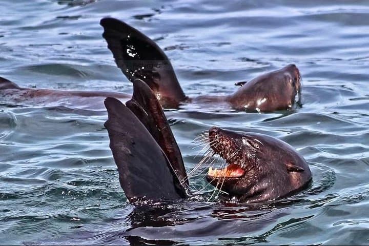 Shark Cage Diving Day Trip to Gansbaai from Cape Town — Full-Day Adventure photo 5