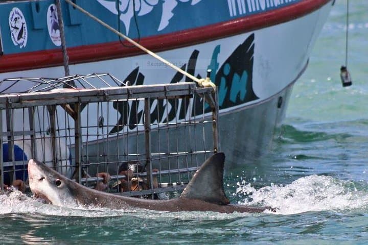 Shark Cage Diving Day Trip to Gansbaai from Cape Town — Full-Day Adventure photo 3