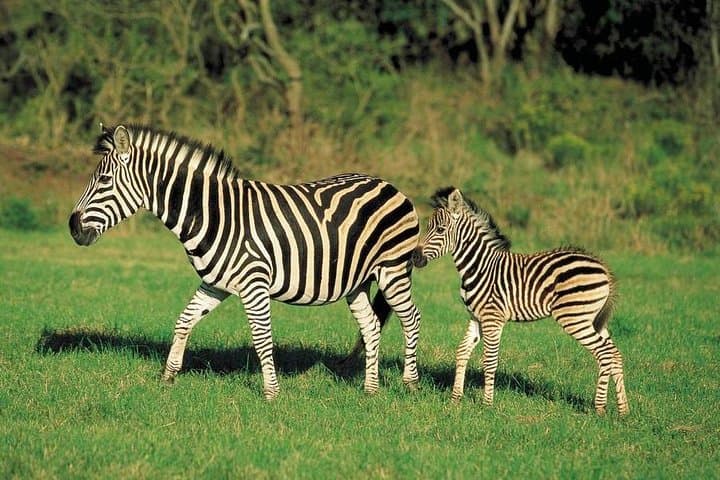 Cycle and Walk Among Wildlife: Day Trip to Lake Naivasha & Hell's Gate from Nairobi photo 4