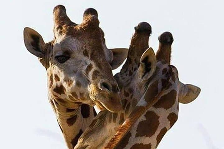 Two-Day Mikumi Safari: Wildlife on the Mkata Floodplain