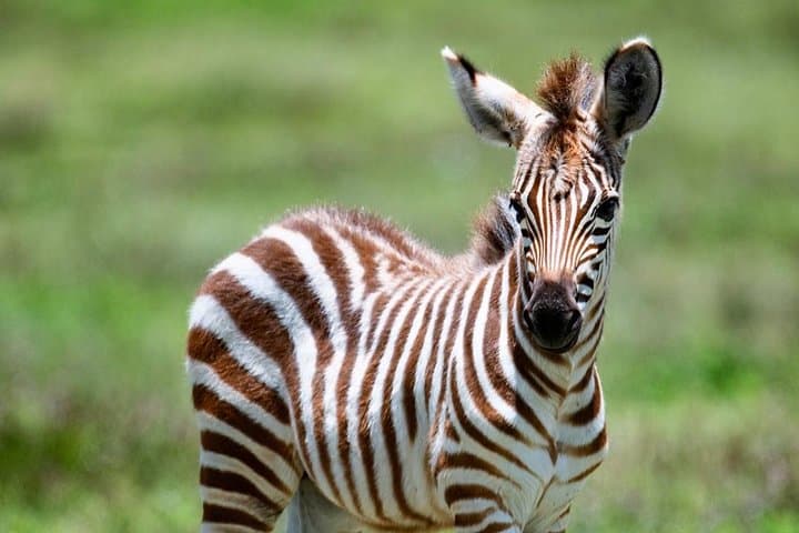 Two-Day Mikumi Safari: Wildlife on the Mkata Floodplain photo 5