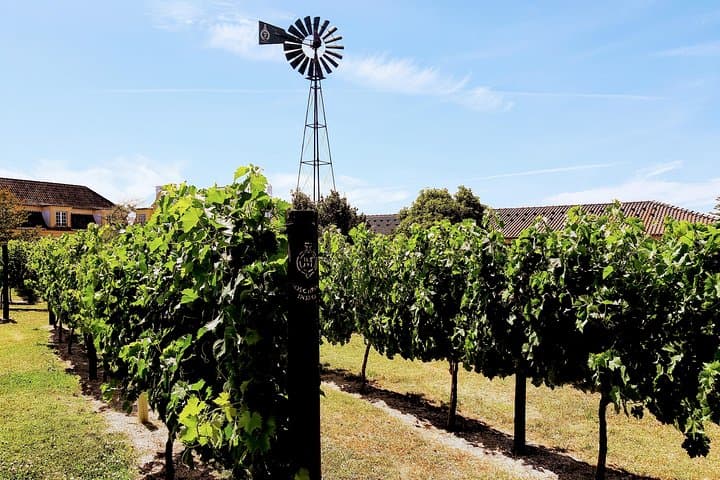 Lisbon Surf and Wine: Costa da Caparica Surf Session & Setúbal Wine Tasting photo 2