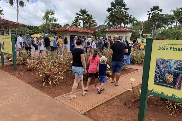 Oahu North Shore Small-Group Tour: Dole Plantation, Haleiwa & Secret Snorkel photo 4
