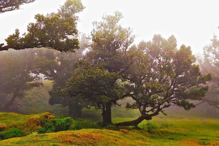 Fanal Assobiadores: Paul da Serra to Fanal Laurissilva Walk photo 4