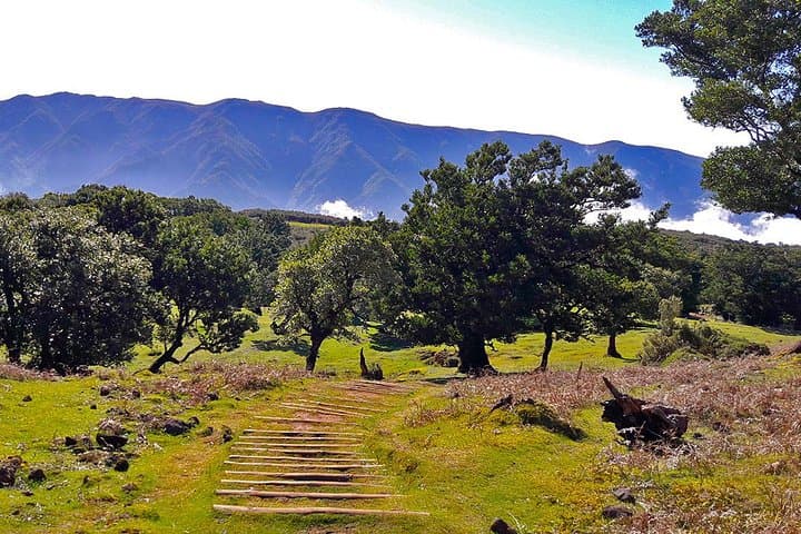 Fanal Assobiadores: Paul da Serra to Fanal Laurissilva Walk photo 2