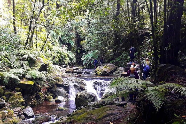 Levada Walk from Funchal: Hidden Corners of São Jorge (8‑Hour Guided Hike) photo 2